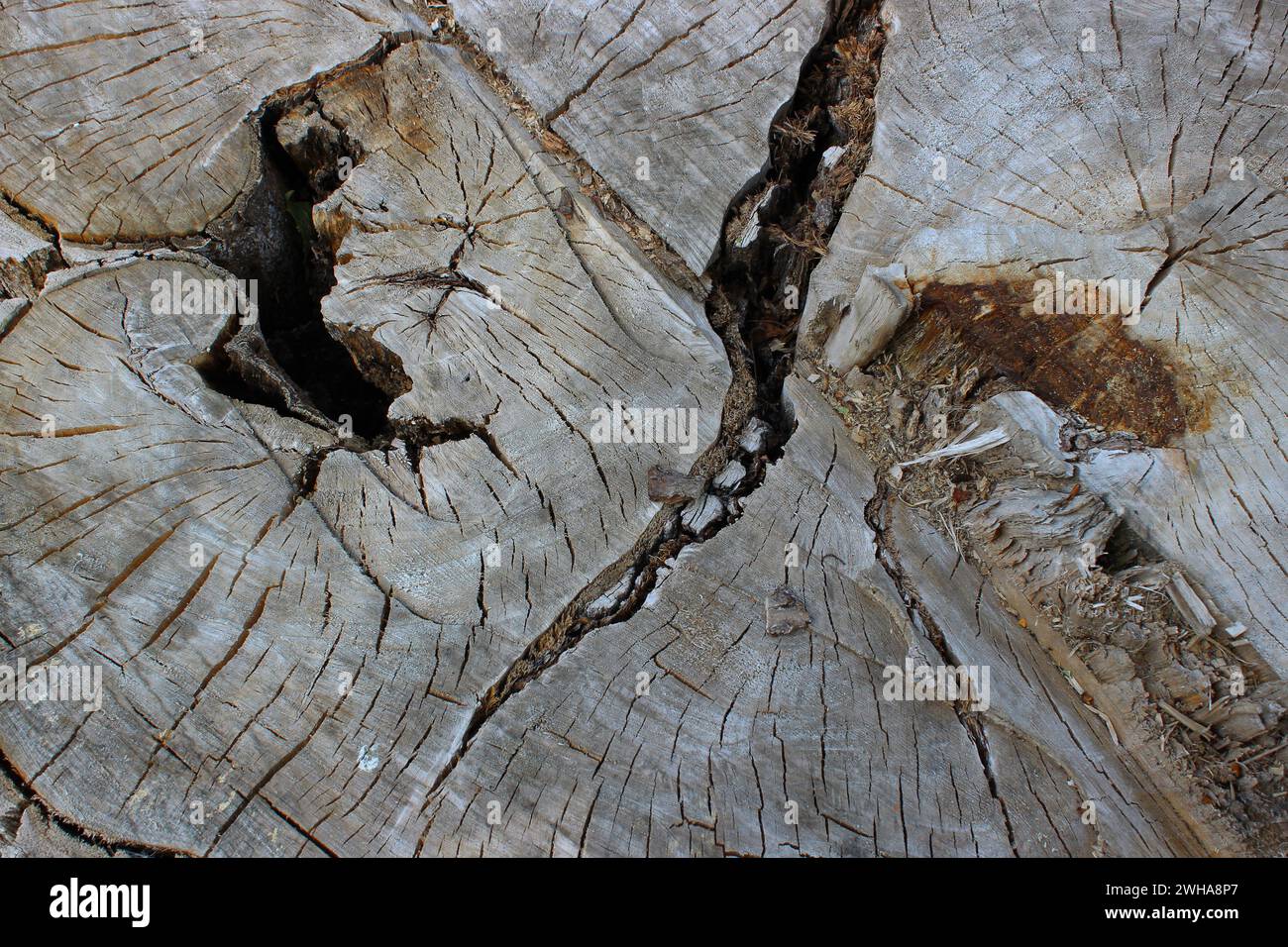 Schema di incrinature e fori su una superficie di legno invecchiato Foto Stock