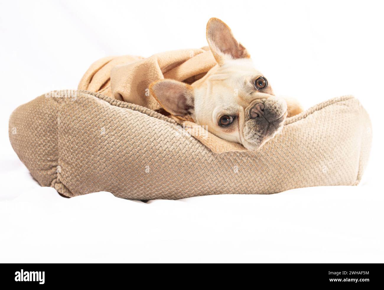 Un ritratto del cucciolo di bulldog francese Foto Stock