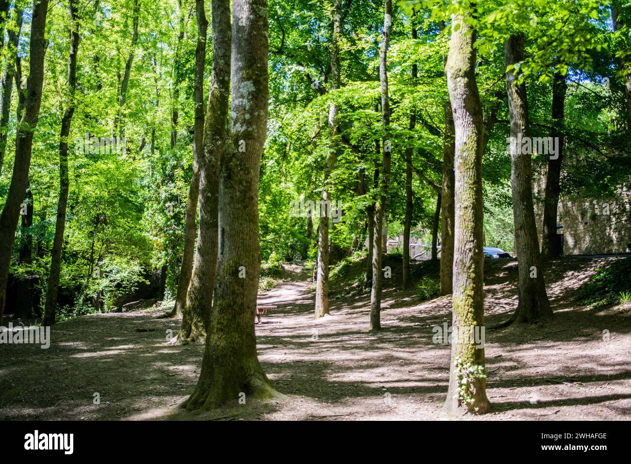 Una foresta tranquilla e verde, un paradiso di tranquillità, che mette in mostra la bellezza della natura e l'armonia pacifica di un fiorente bosco. Foto Stock