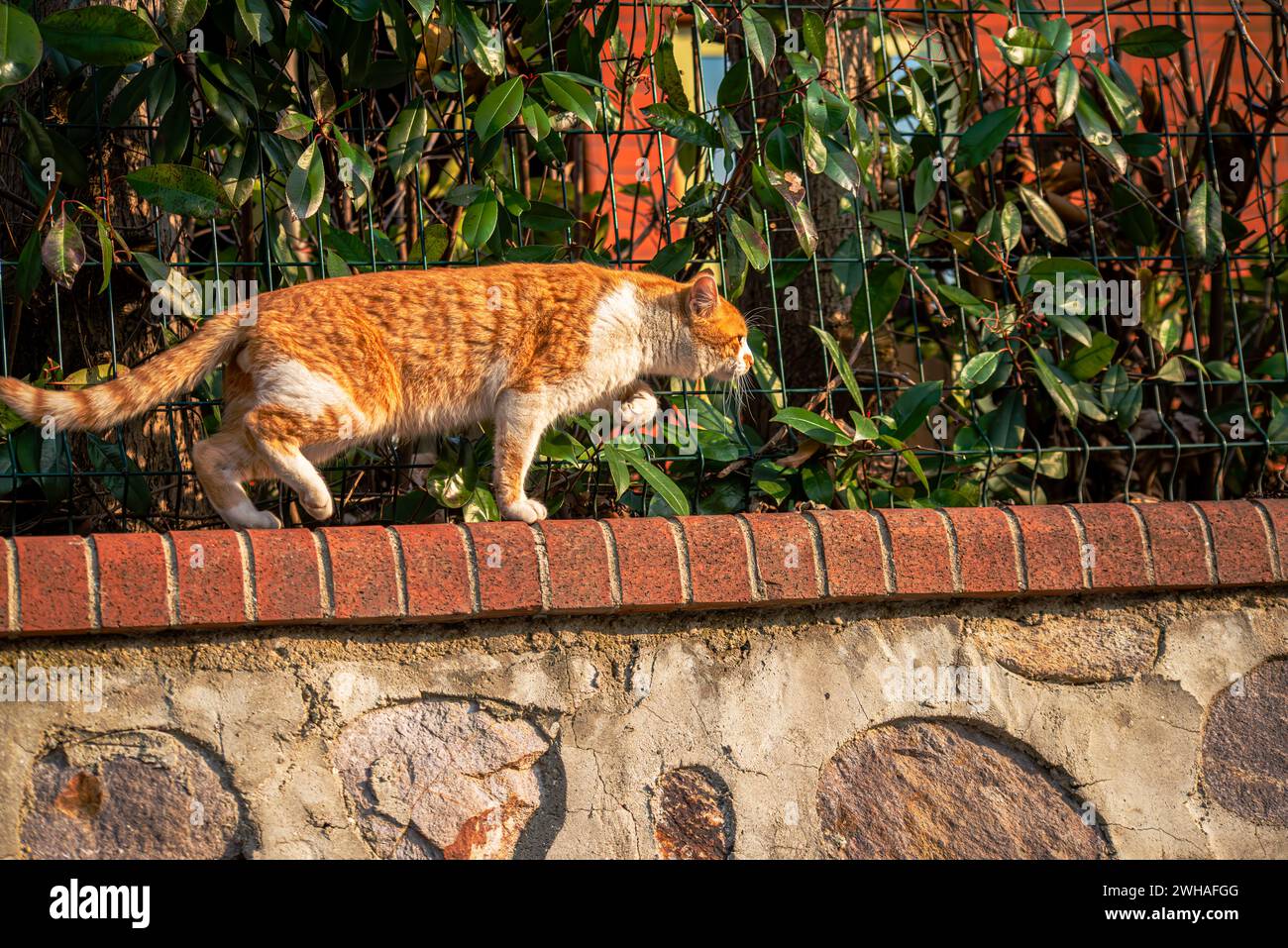 Un gatto vigile sul muro, pronto per la caccia, che mostra la sua grazia felina e l'istinto predatorio nell'ambiente esterno Foto Stock
