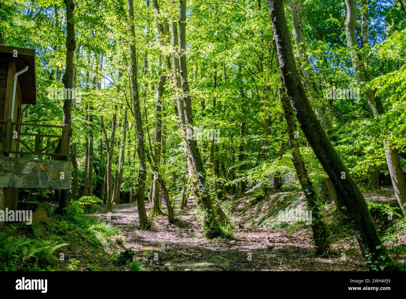 Una foresta tranquilla e verde, un paradiso di tranquillità, che mette in mostra la bellezza della natura e l'armonia pacifica di un fiorente bosco. Foto Stock