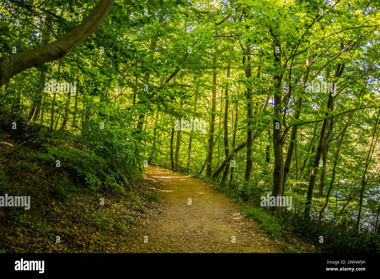 Una tranquilla strada forestale si snoda tra gli alberi, offrendo un percorso pittoresco e tranquillo per un viaggio immersivo attraverso il lussureggiante bosco Foto Stock