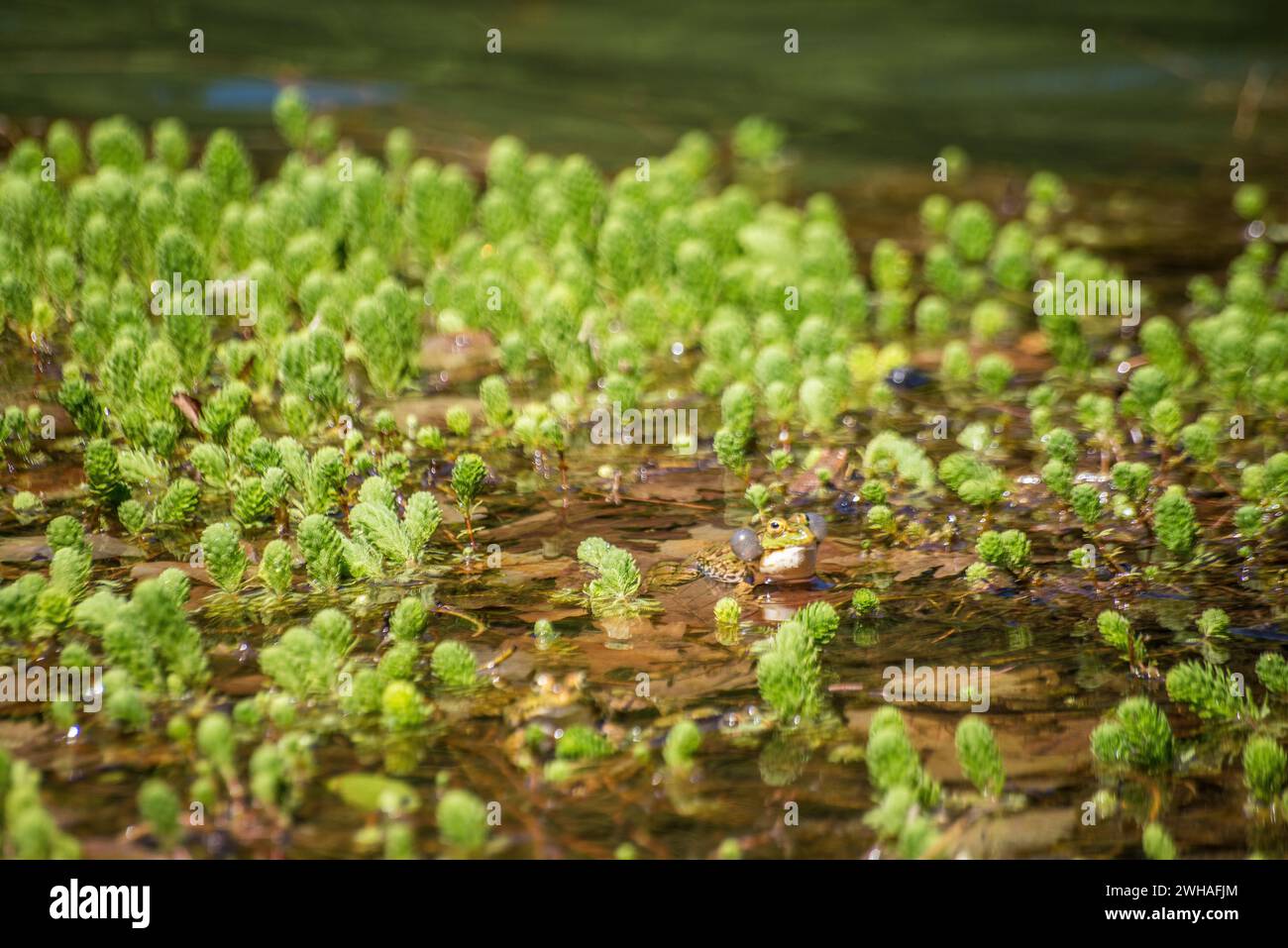 Una rana che fa rumore catturato con vasi sonori, aggiungendo il suo croak melodico alla sinfonia naturale del coro anfibio all'aperto Foto Stock