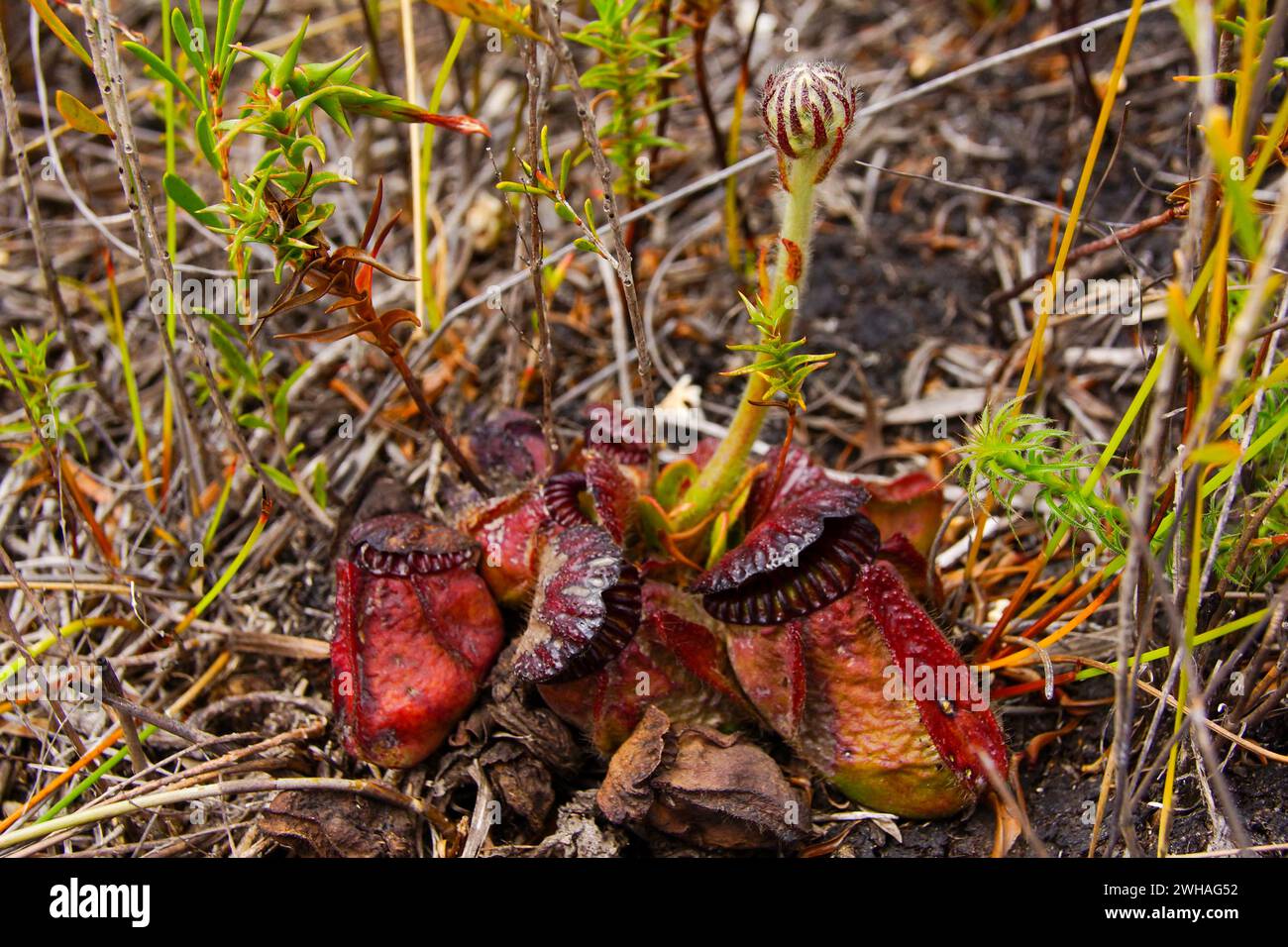 Pianta di brocca di Albany (Cephalotus follicularis) con gambo di fiori in habitat naturale, Australia Occidentale Foto Stock