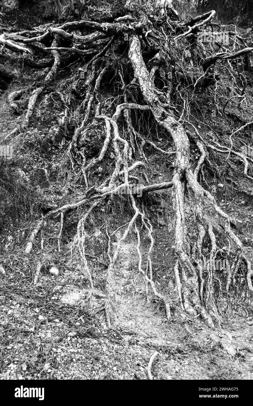 Pinus Nigra affonda le sue radici nel parco naturale della Sierra de Cazorla y Segura Foto Stock