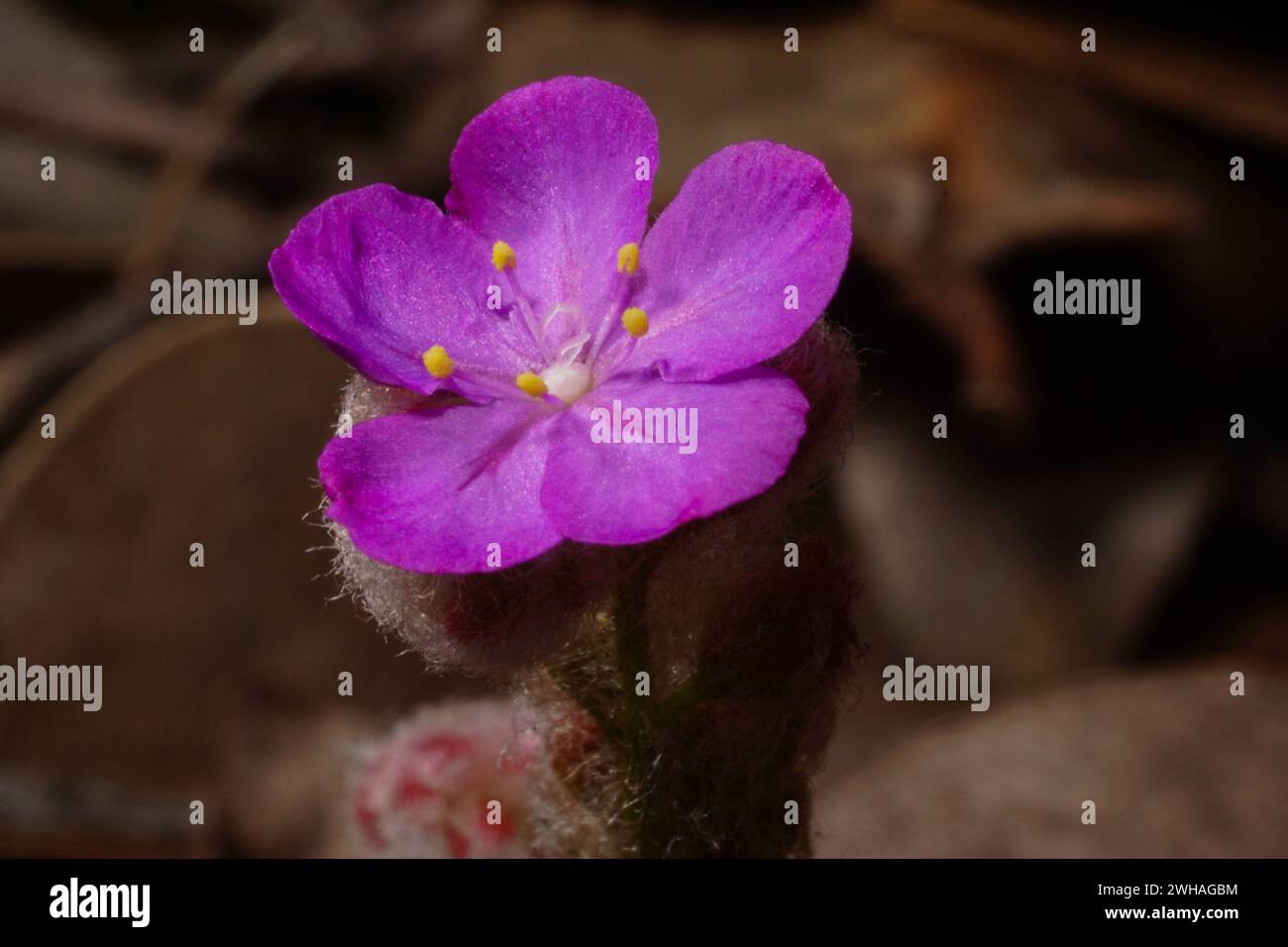 Fiore rosa della rugiada pigmeo carnivora Drosera lasiantha nell'habitat naturale dell'Australia Occidentale Foto Stock