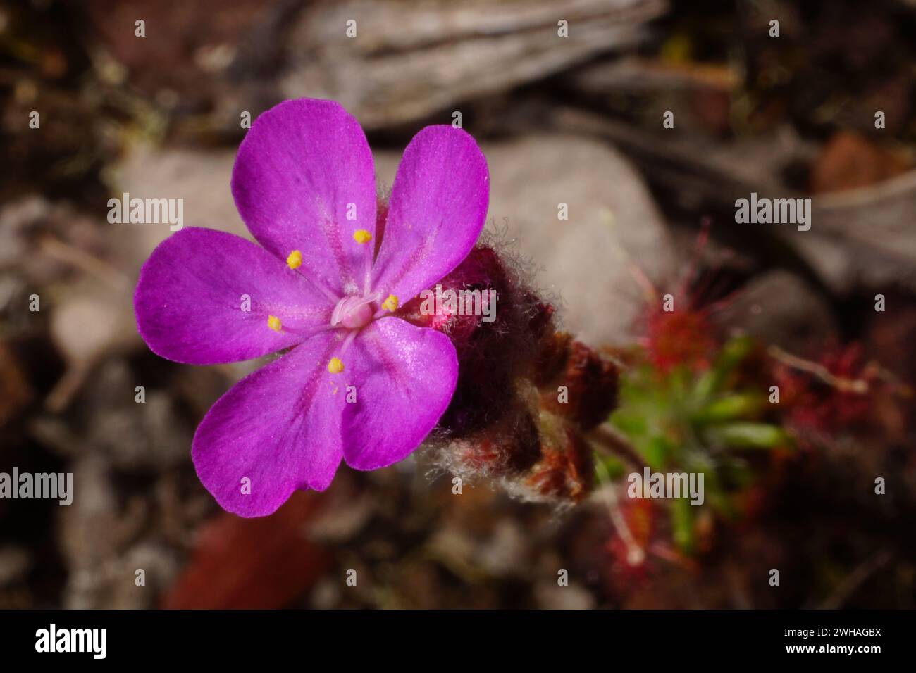 Fiore rosa della rugiada pigmeo carnivora Drosera lasiantha nell'habitat naturale dell'Australia Occidentale Foto Stock