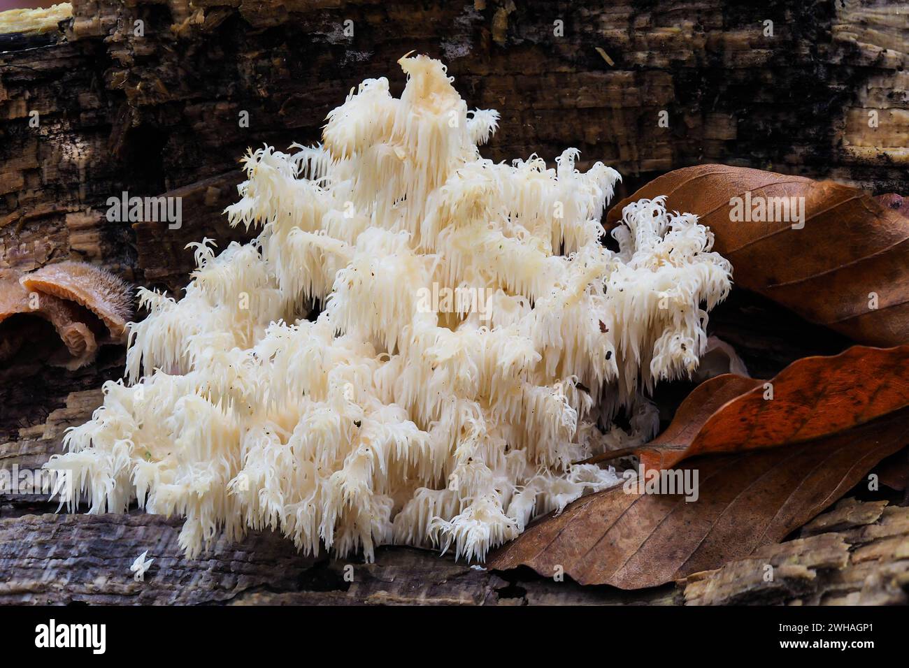 Corpo fruttato del fungo di riccio barbuto Foto Stock