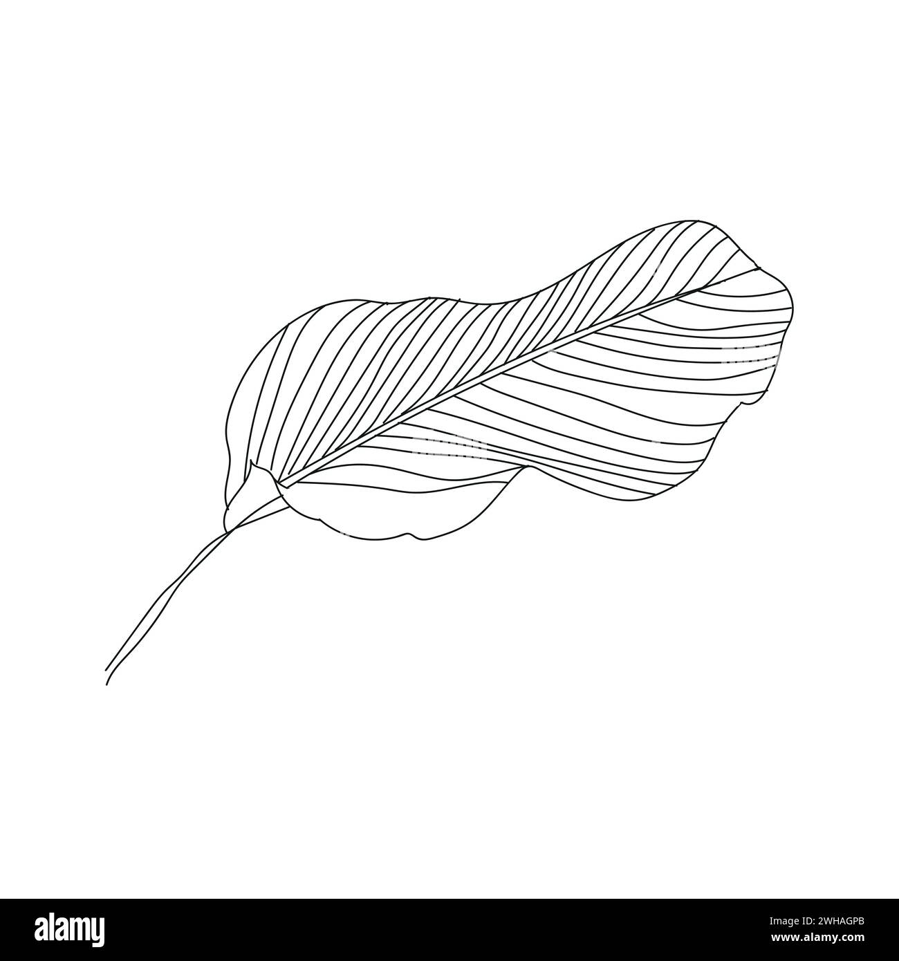 le linee vettoriali di lear e drago volano con sfondo bianco Illustrazione Vettoriale