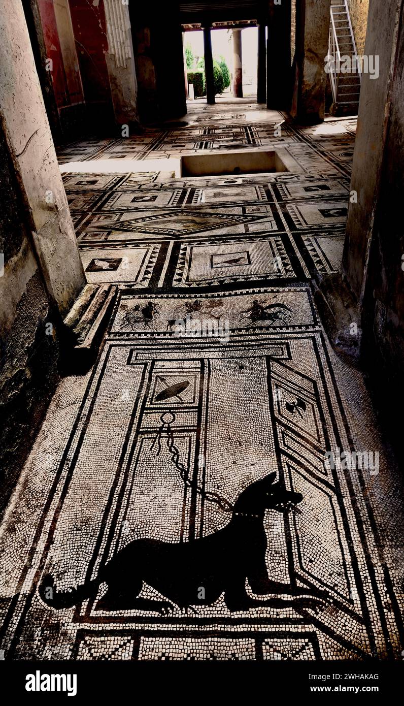 Il mosaico di un cane da guardia nel vestibolo della Casa di Paquius Proculus. Pompei Roman City si trova vicino a Napoli, nella regione Campania. Pompei fu sepolta sotto i 4-6 m di cenere vulcanica e pomice durante l'eruzione del Vesuvio nel 79 d.C. Italia Foto Stock