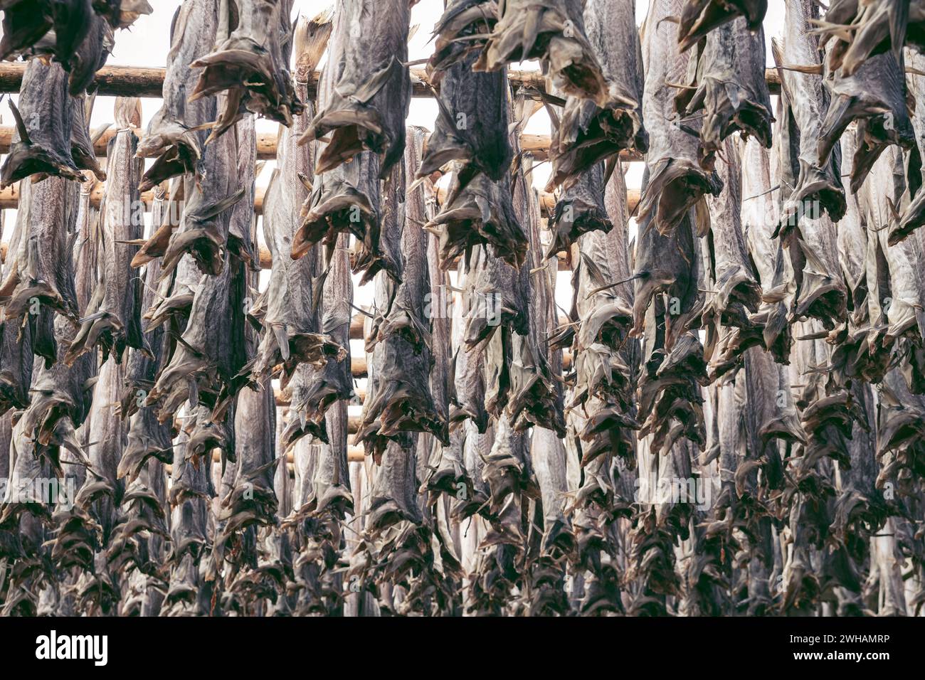 Foto full frame di pesci secchi appesi all'aperto Foto Stock