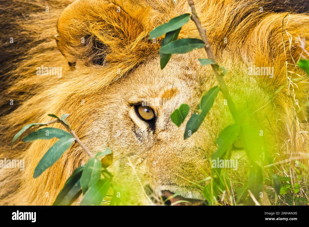 Leone in natura nella savana africana. Lion - Predator feline Foto Stock