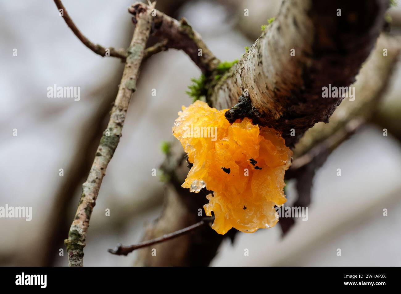 Tremella mesenterica gialla al cervello, arancio giallo brillante, morbido, lucido, piegato irregolarmente, frutta gelatinosa stagione invernale Regno Unito sulla parte inferiore del ramo Foto Stock