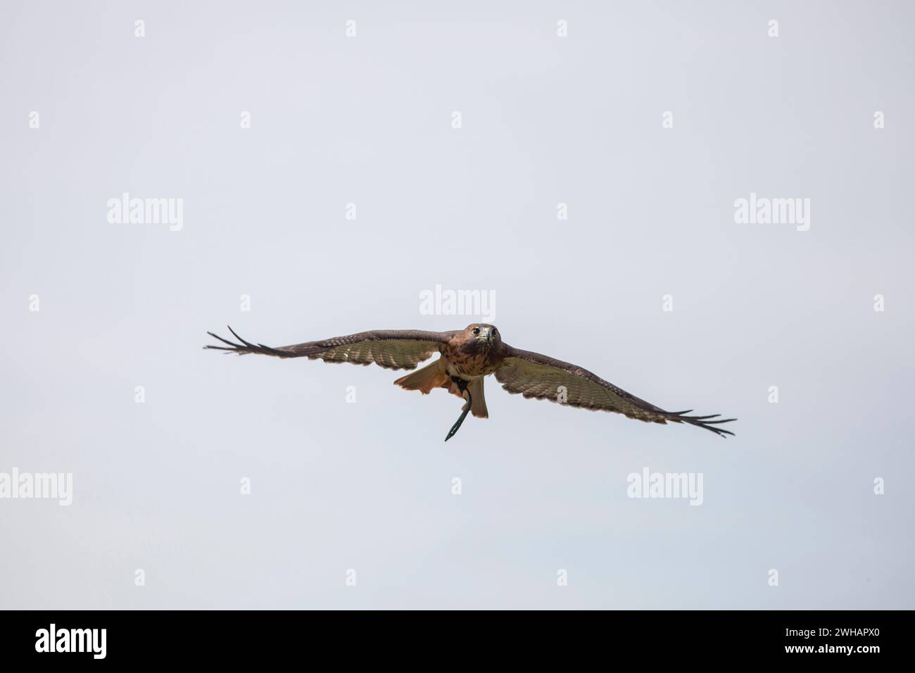 Uccello preda in volo con le ali espanse Foto Stock