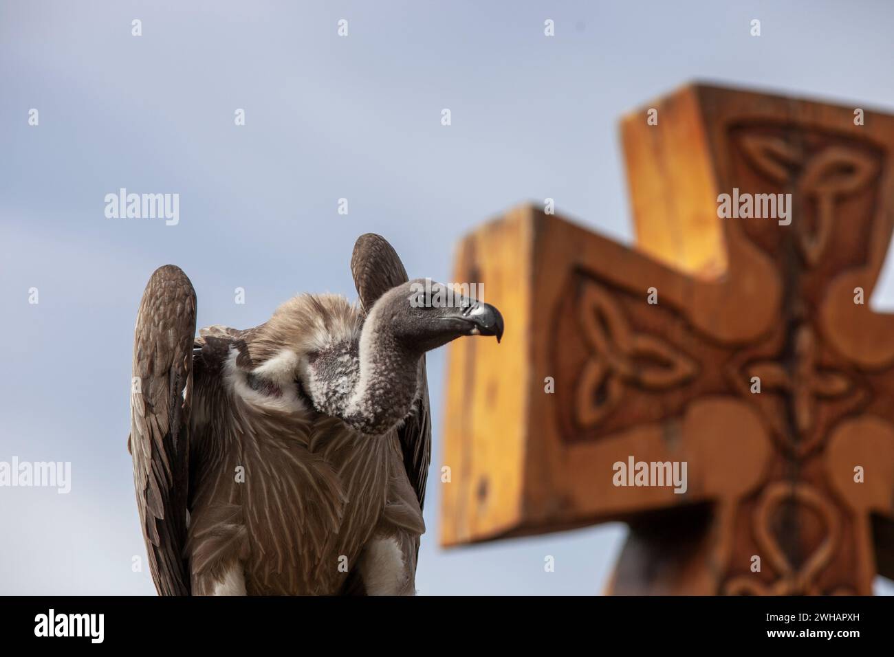 Avvoltoio arroccato su un ampio sfondo a croce in legno Foto Stock
