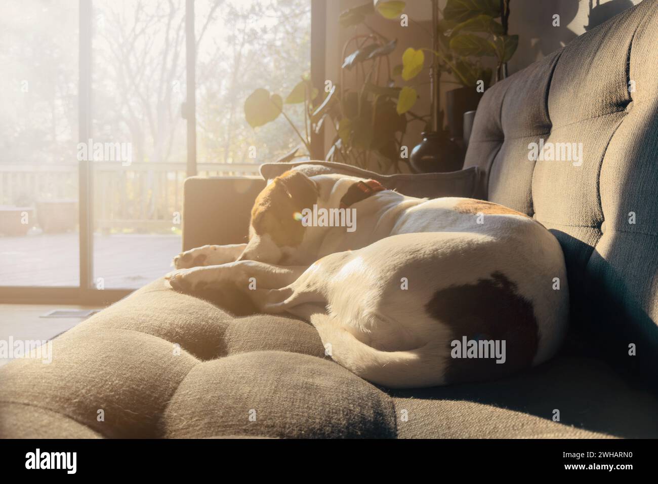 Beagle dorme intima sul divano sotto la luce dorata. Foto Stock