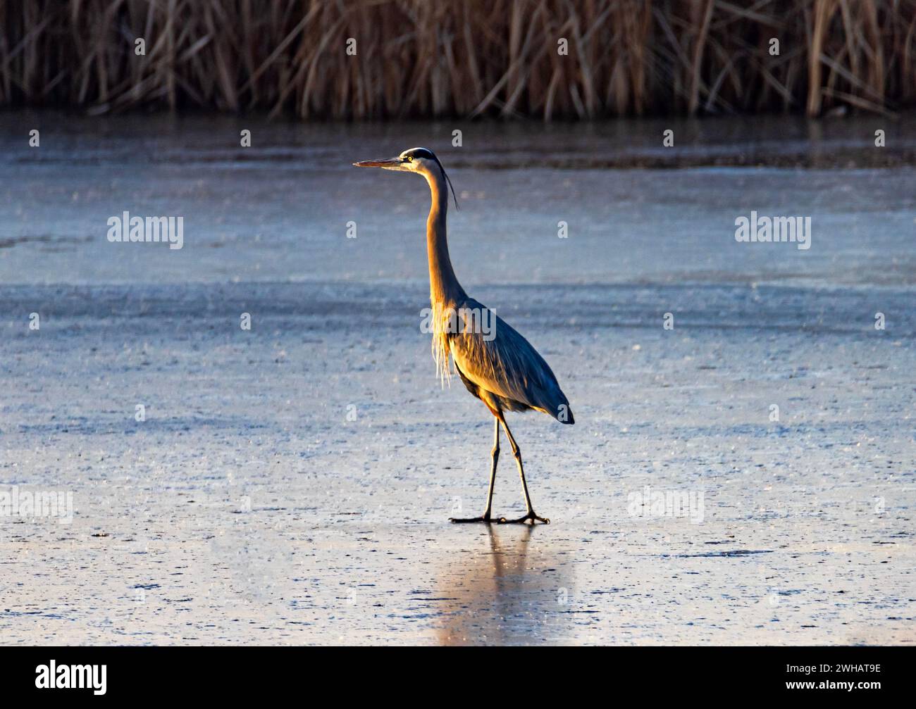 Un Great Blue Heron (Ardea herodias) si erge sul ghiaccio alla luce del sole che tramonta nella Farmington Bay Waterfowl Management area, Farmington, Utah. Foto Stock
