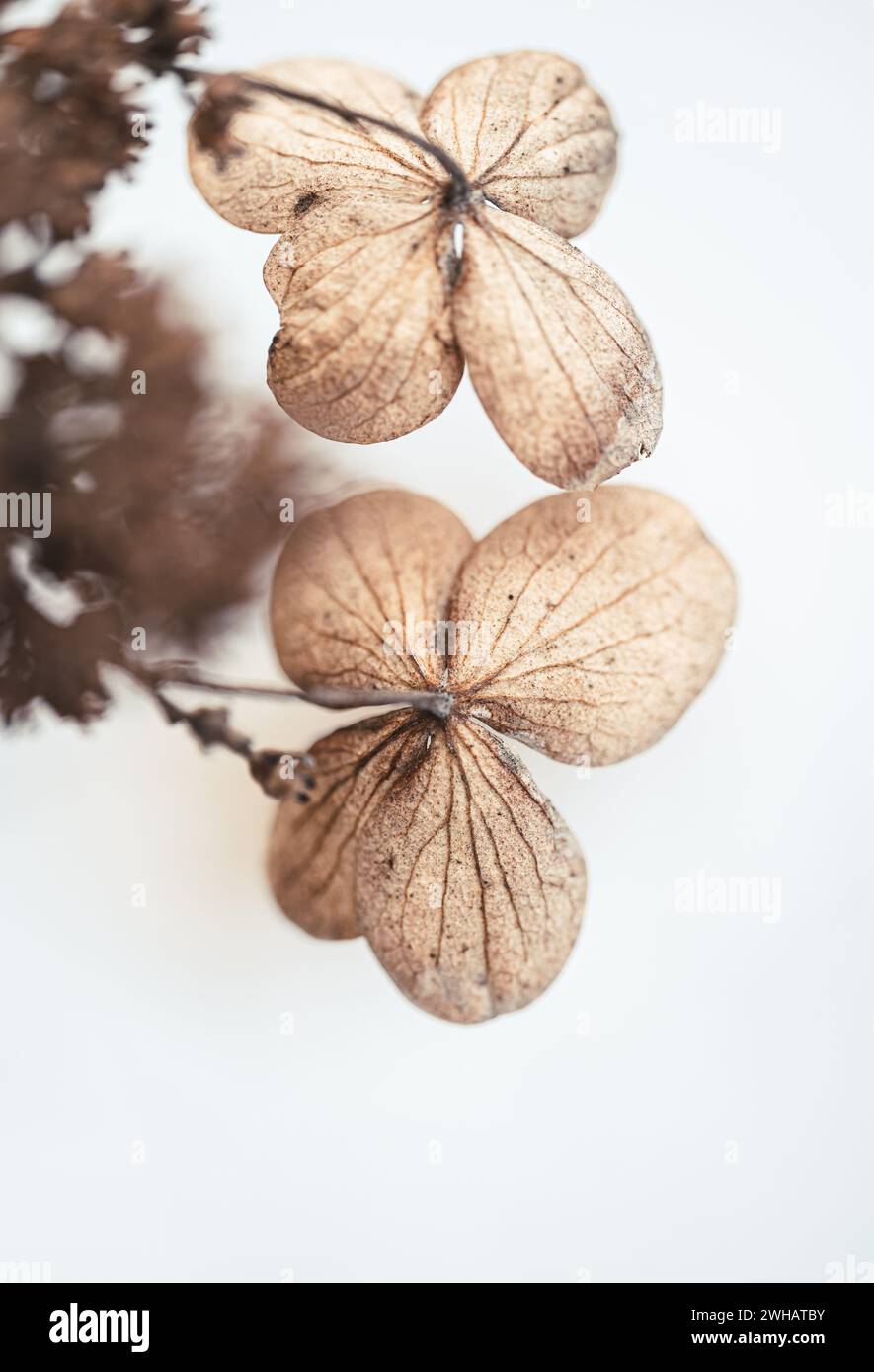 Primo piano di petali marroni essiccati sui fiori di ortensia in inverno. Foto Stock