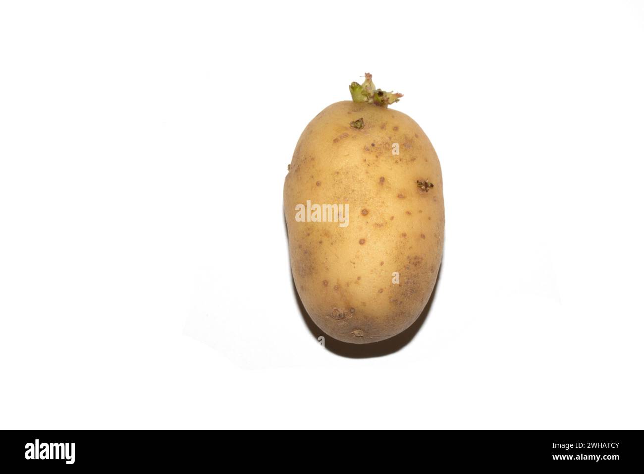 Una nuova patata vegetale germogliante su sfondo bianco Foto Stock