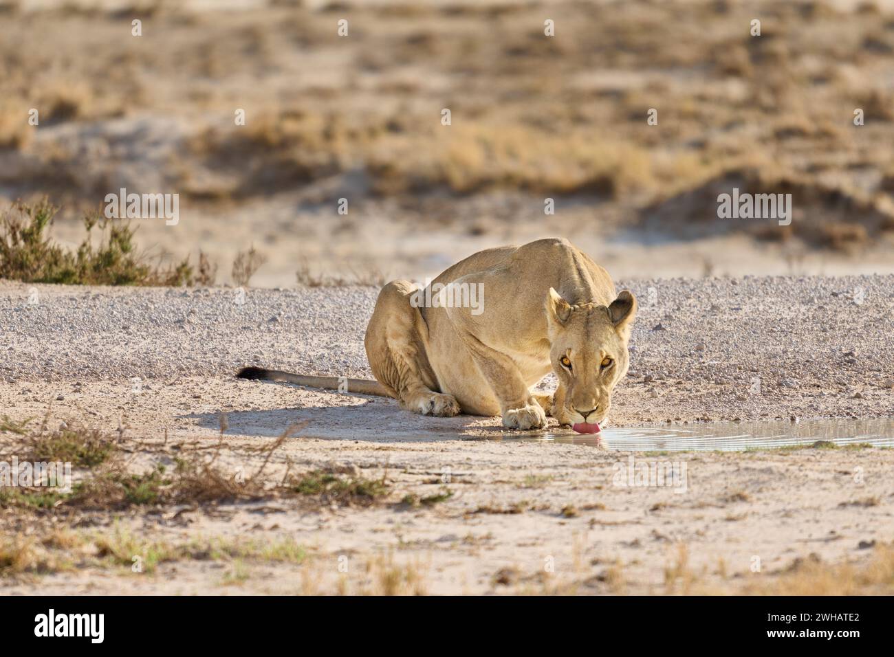 Lioness (Panthera Leo) beve da una pozza d'acqua, il Parco Nazionale di Etosha, la Namibia, l'Africa Foto Stock