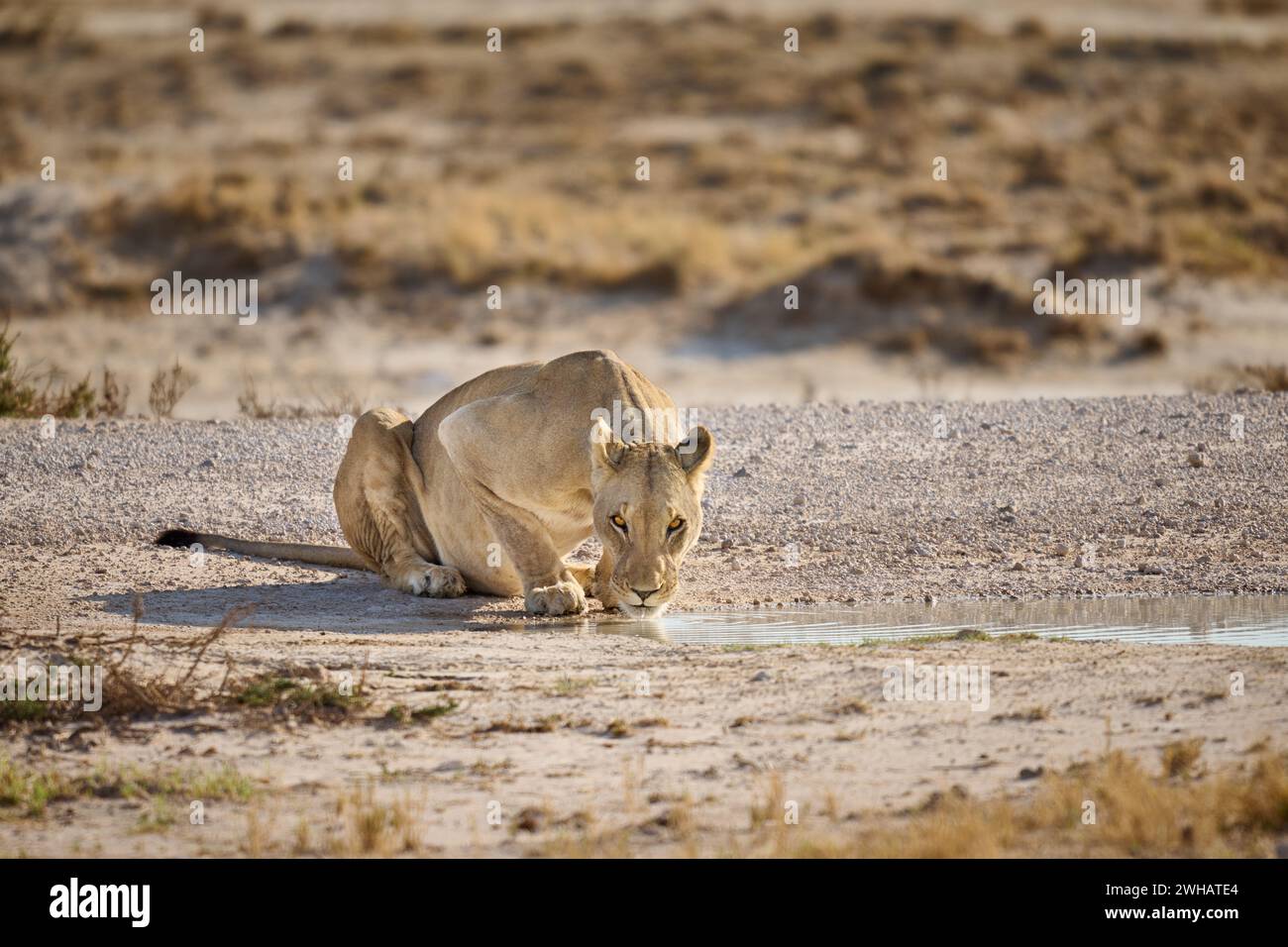 Lioness (Panthera Leo) beve da una pozza d'acqua, il Parco Nazionale di Etosha, la Namibia, l'Africa Foto Stock
