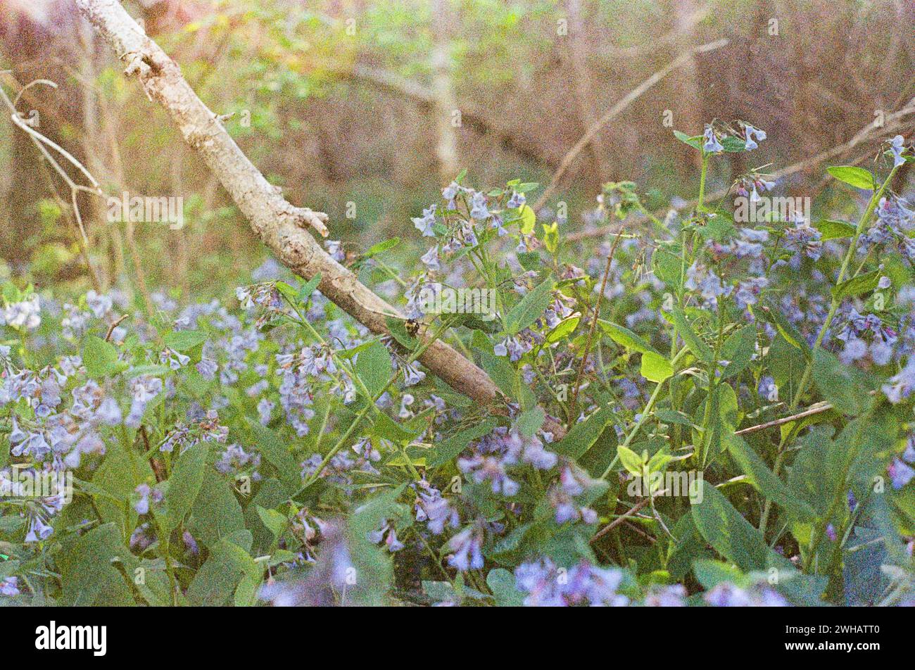 Stravagante Soft Focus Virginia Garden Foto Stock