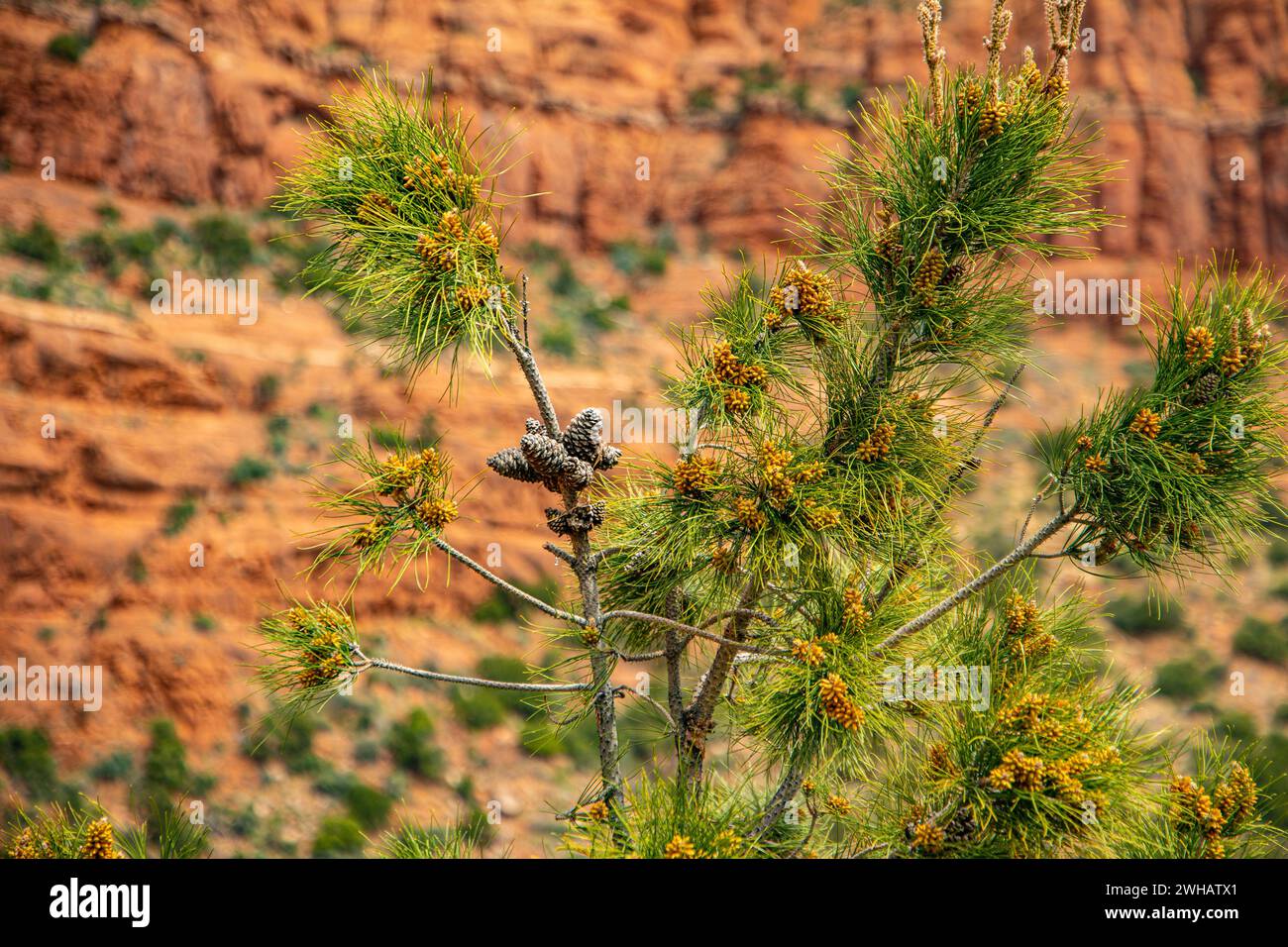 pine Tree Red Rocks, Coconino National Forest, Sedona, Arizona, USA Foto Stock
