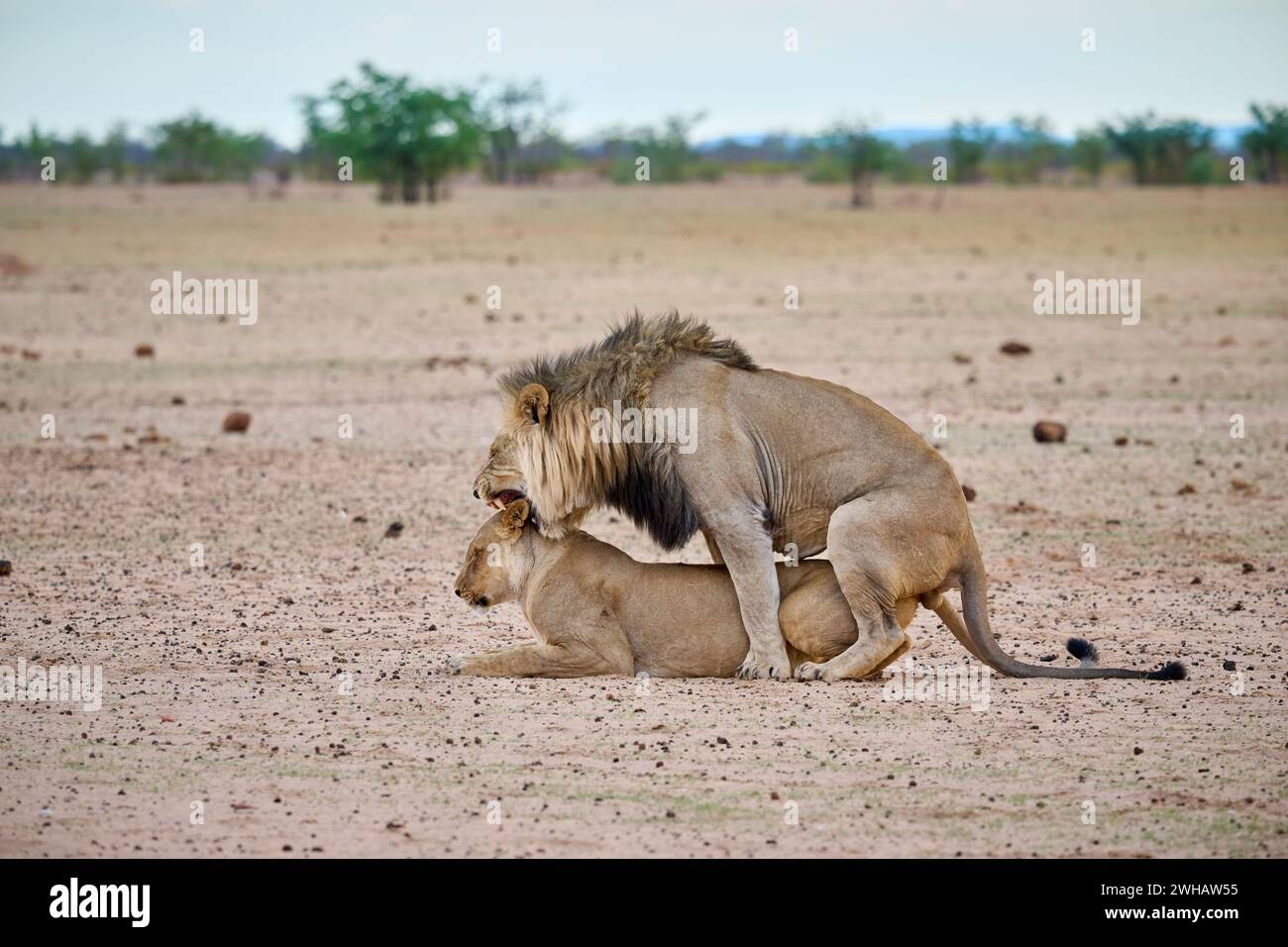 Coppia di leoni accoppiati, Parco Nazionale di Etosha, Namibia, Africa Foto Stock