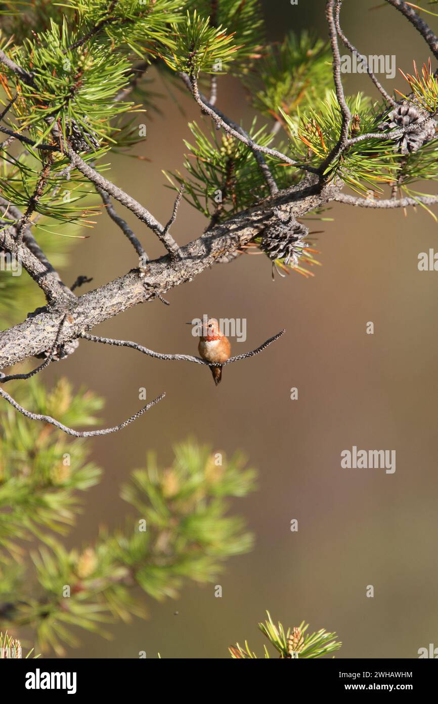 Rufous colibrì, Selasphorus Rufous, Canadian Rockies, Canada Foto Stock