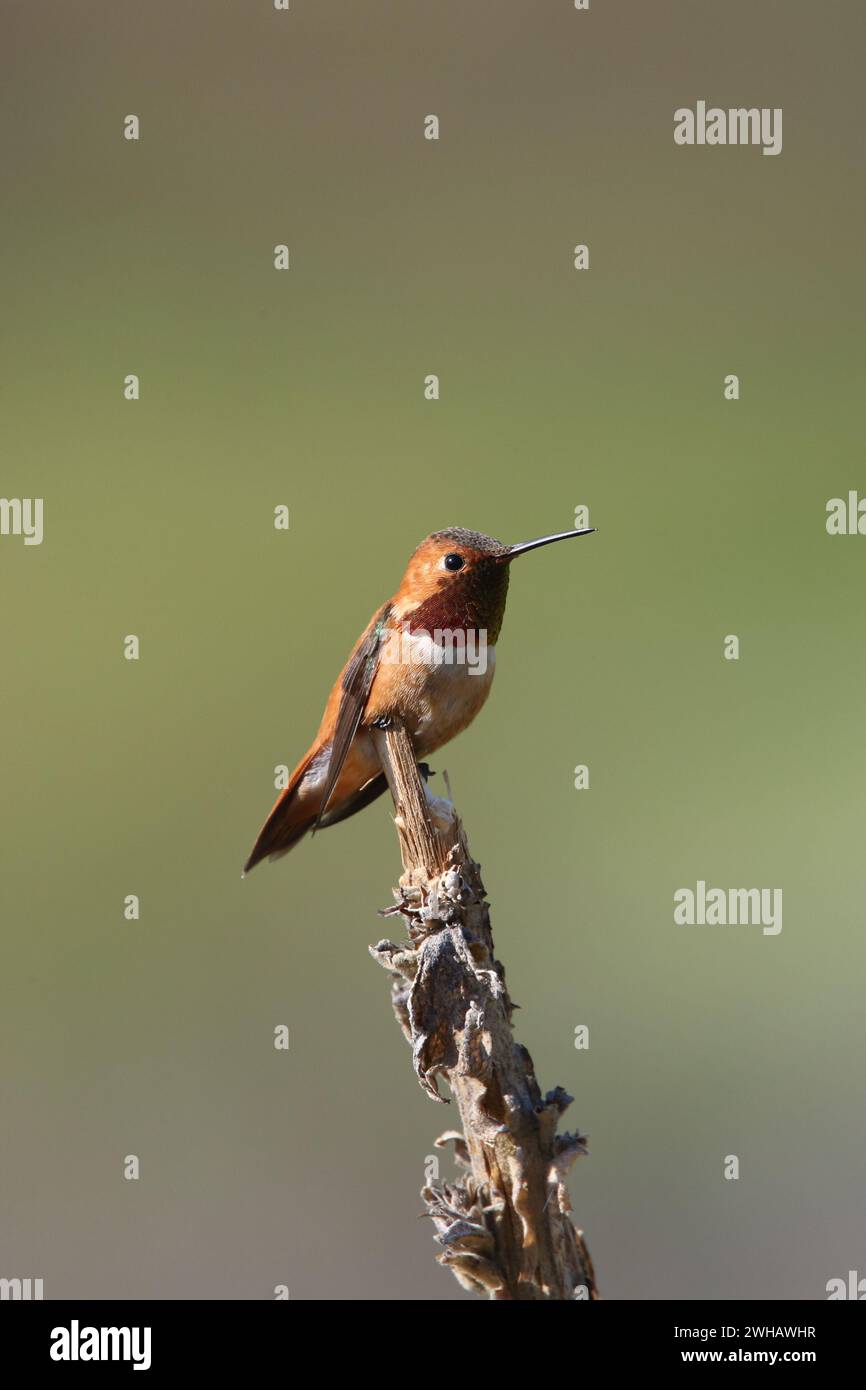 Rufous colibrì, Selasphorus Rufous, Canadian Rockies, Canada Foto Stock