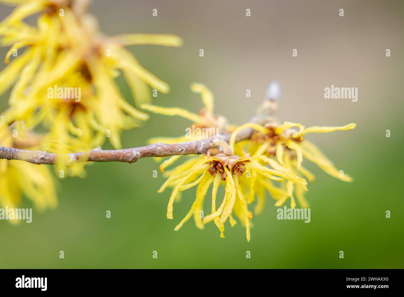 Hamamelis mollis, noto anche come amelio cinese. Fiori della strega cinese Hazel Hamamelis mollis. Nocciola strega fioritura precoce. Foto Stock