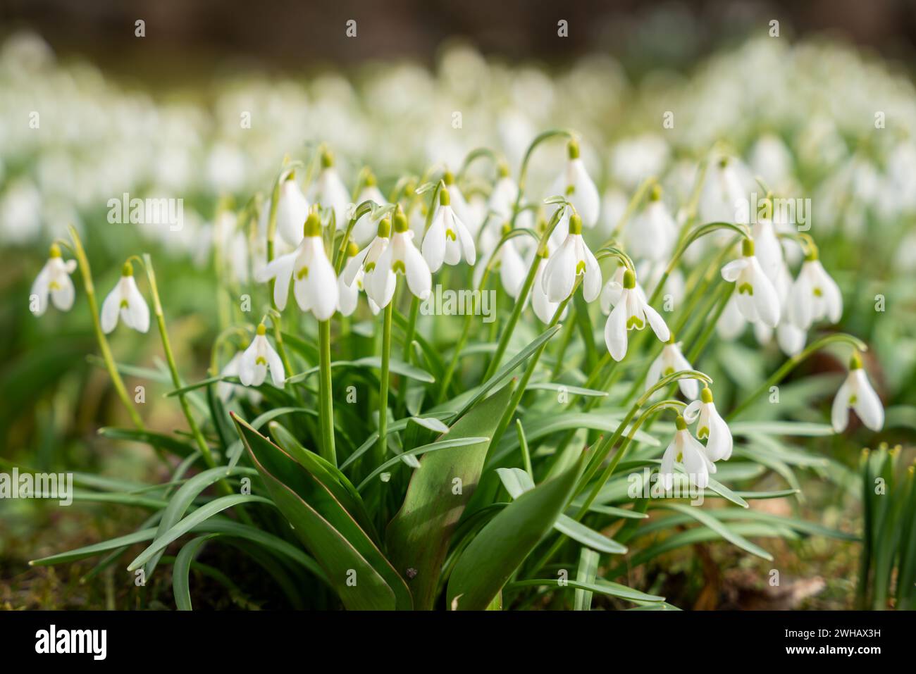 La prima fiamma bianca di snowdrop. Fiore primaverile snowdrop (Galanthus). Uno dei primi segni della primavera. Giardino naturale di marzo. Primo piano. Foto Stock