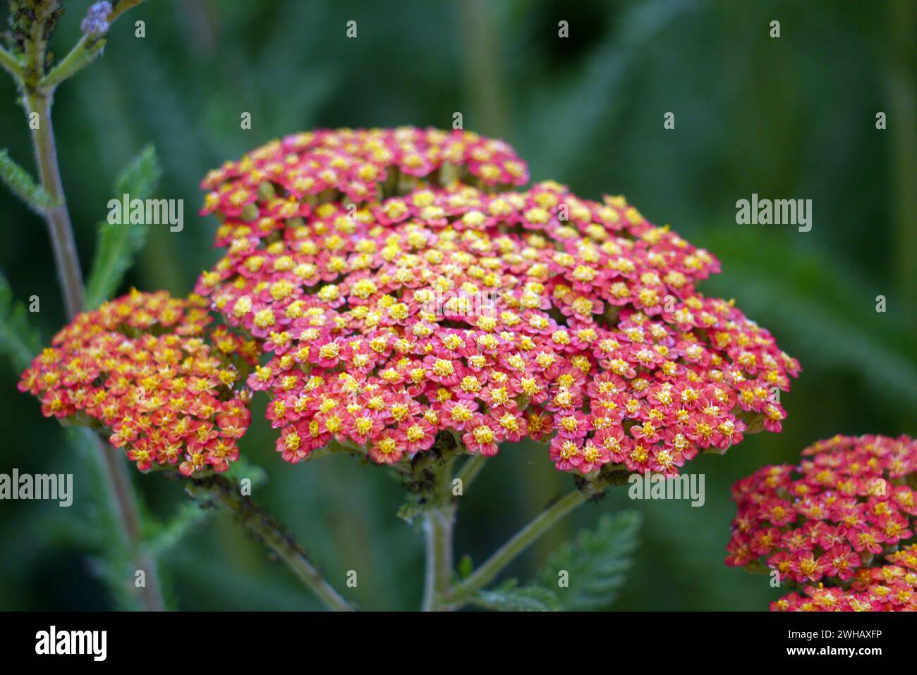 Rosso/giallo Achillea "Feuerland" (Yarrow) Fiori coltivati a RHS Garden Harlow Carr, Harrogate, Yorkshire, Inghilterra, Regno Unito. Foto Stock