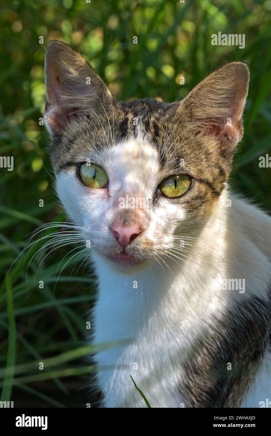 Ritratto di un gatto con tabby e pelliccia bianca Foto Stock