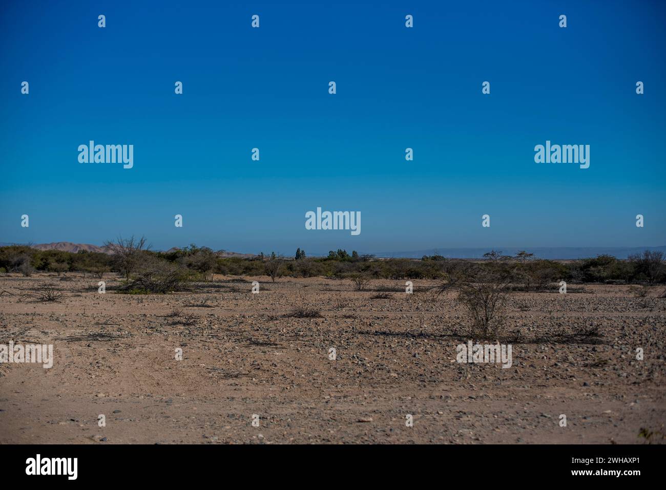 Cielo blu e deserto marrone negli altopiani rocciosi vicino a Nazca con piante desertiche e poca acqua a Nazca in Perù Foto Stock