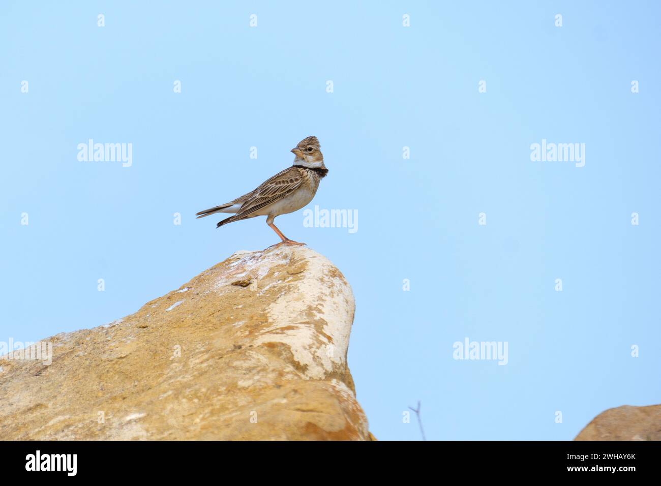 Il lark di calandra (Melanocorypha calandra) o calandra-lark europeo si riproduce in paesi temperati caldi intorno al Mediterraneo e verso est attraverso Tur Foto Stock