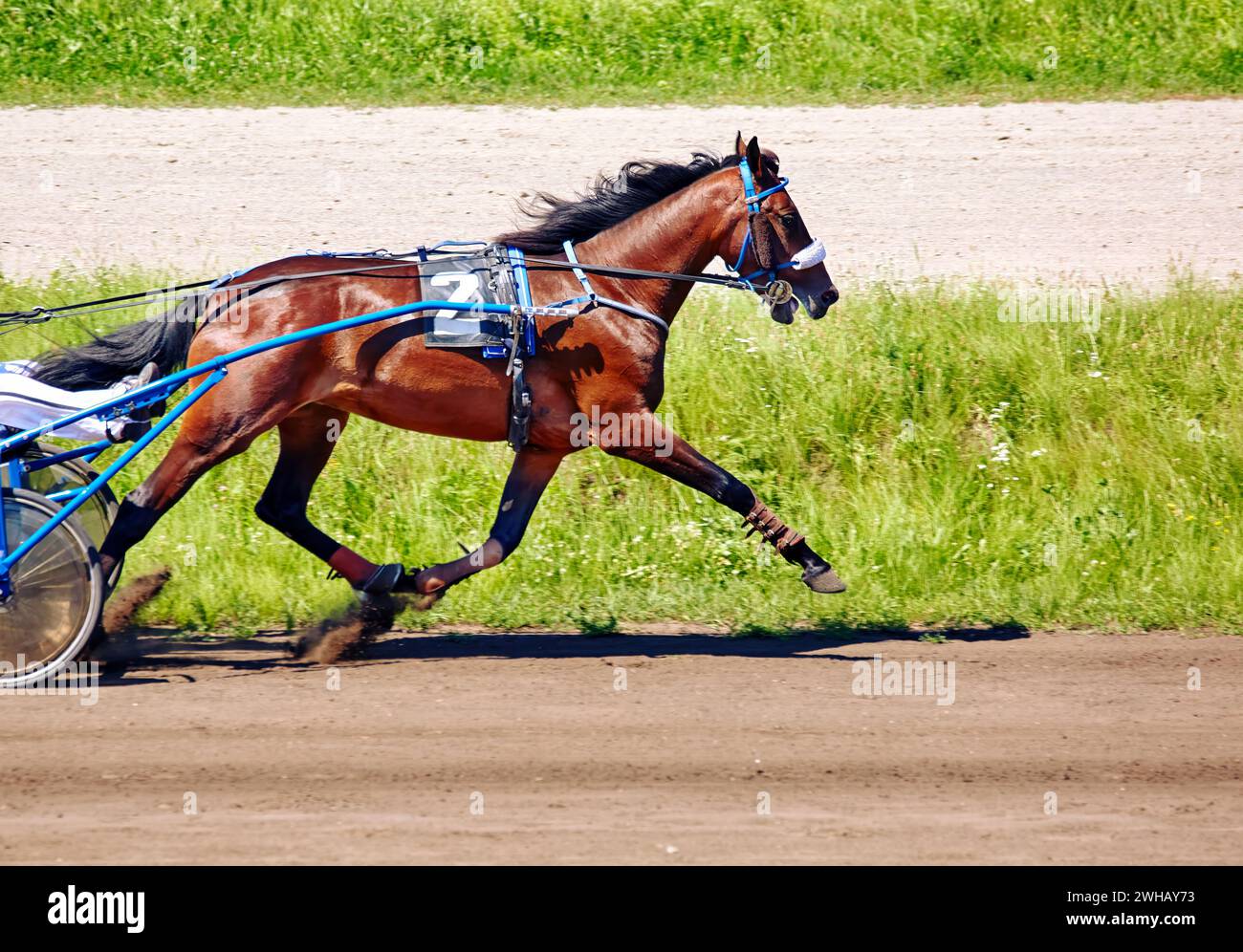 Immagine di un bellissimo cavallo che corre lungo un ippodromo Foto Stock