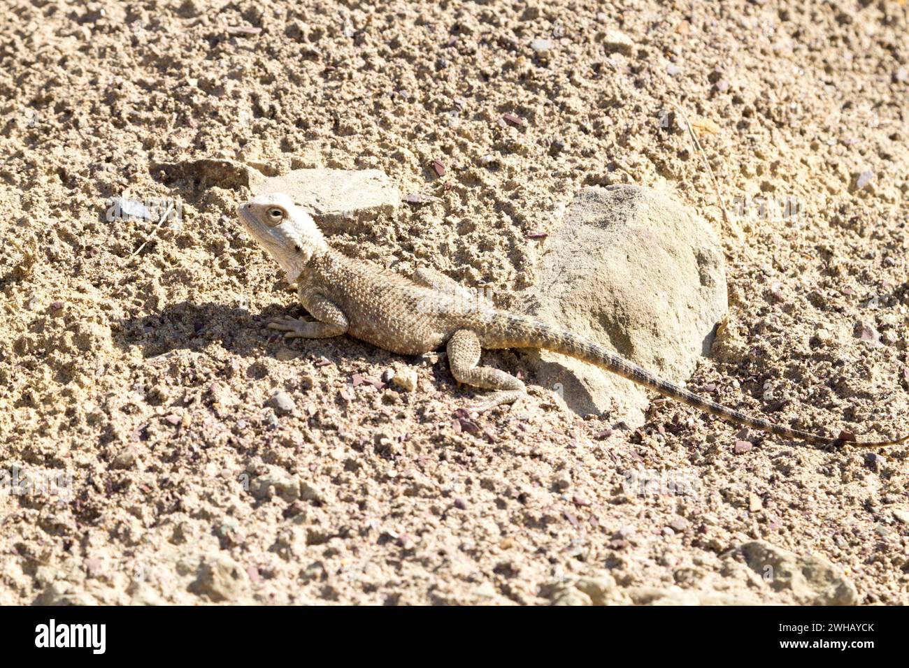 Steppe agama Close Up, deserto di Mangystau, Kazakistan Foto Stock