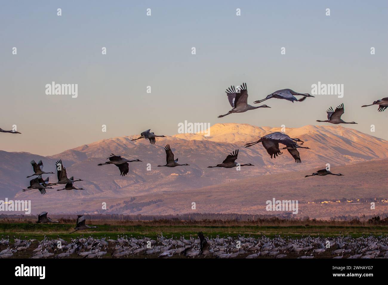 Gru comune (Grus grus) un gregge in volo al crepuscolo questo uccello è una grande specie di gru migratoria che vive in prati umidi e paludi. Fotografato Foto Stock