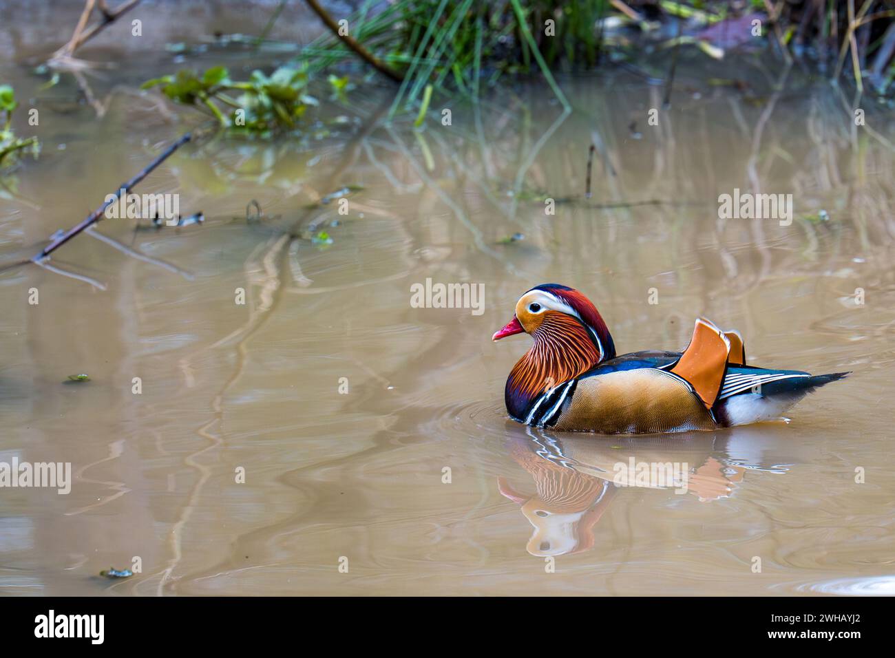 Mandarin Duck, Aix galericulata, un maschio o drake che nuota in uno stagno in una riserva naturale nel West Yorkshire, Regno Unito. Foto Stock