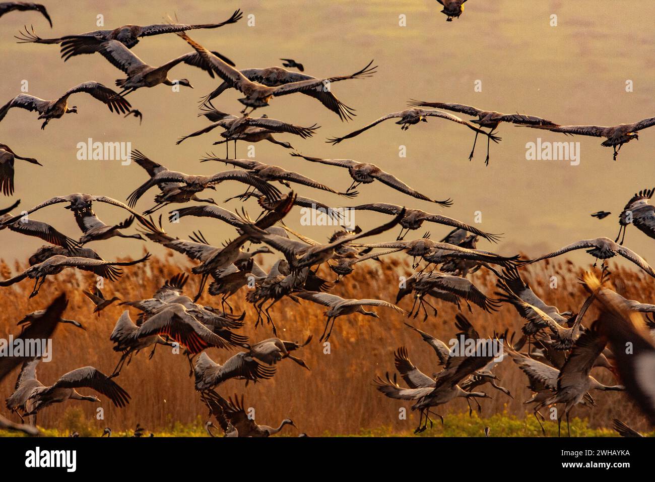 Gru comune (Grus grus) un gregge in volo all'alba questo uccello è una grande specie di gru migratoria che vive in prati umidi e paludi. Fotografato Foto Stock