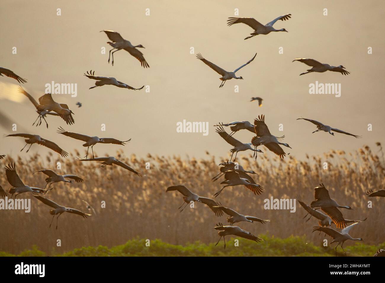 Flock of Grey Cranes (Grus grus) fotografato al lago Agamon, Hula Valley, Israele, inverno Foto Stock