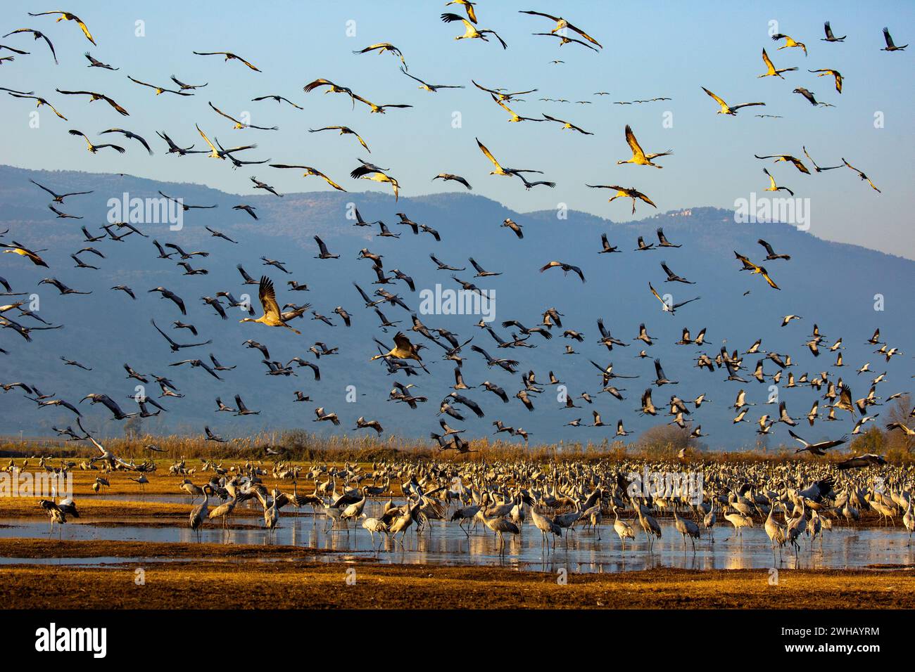 Flock of Grey Cranes (Grus grus) fotografato al lago Agamon, Hula Valley, Israele, inverno Foto Stock