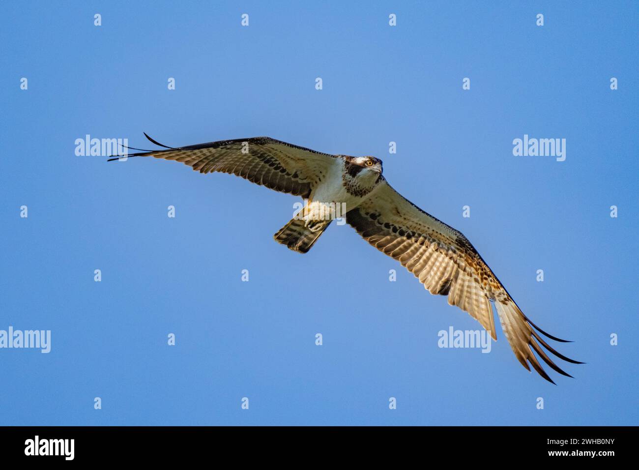 Il falco pescatore o più specificamente il falco pescatore occidentale (Pandion haliaetus) in volo con uno sfondo blu chiamato anche falco marino, falco fluviale e pesce Foto Stock