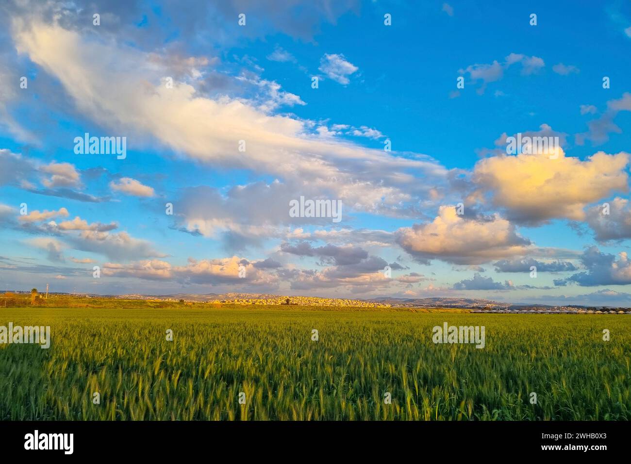 Campo di grano maturo con uno splendido sfondo di nuvole fotografato in Israele a marzo Foto Stock