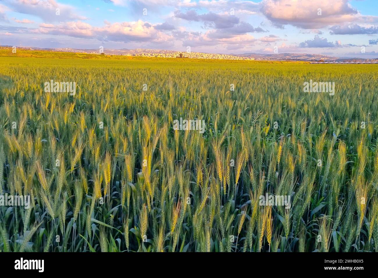 Campo di grano maturo con uno splendido sfondo di nuvole fotografato in Israele a marzo Foto Stock