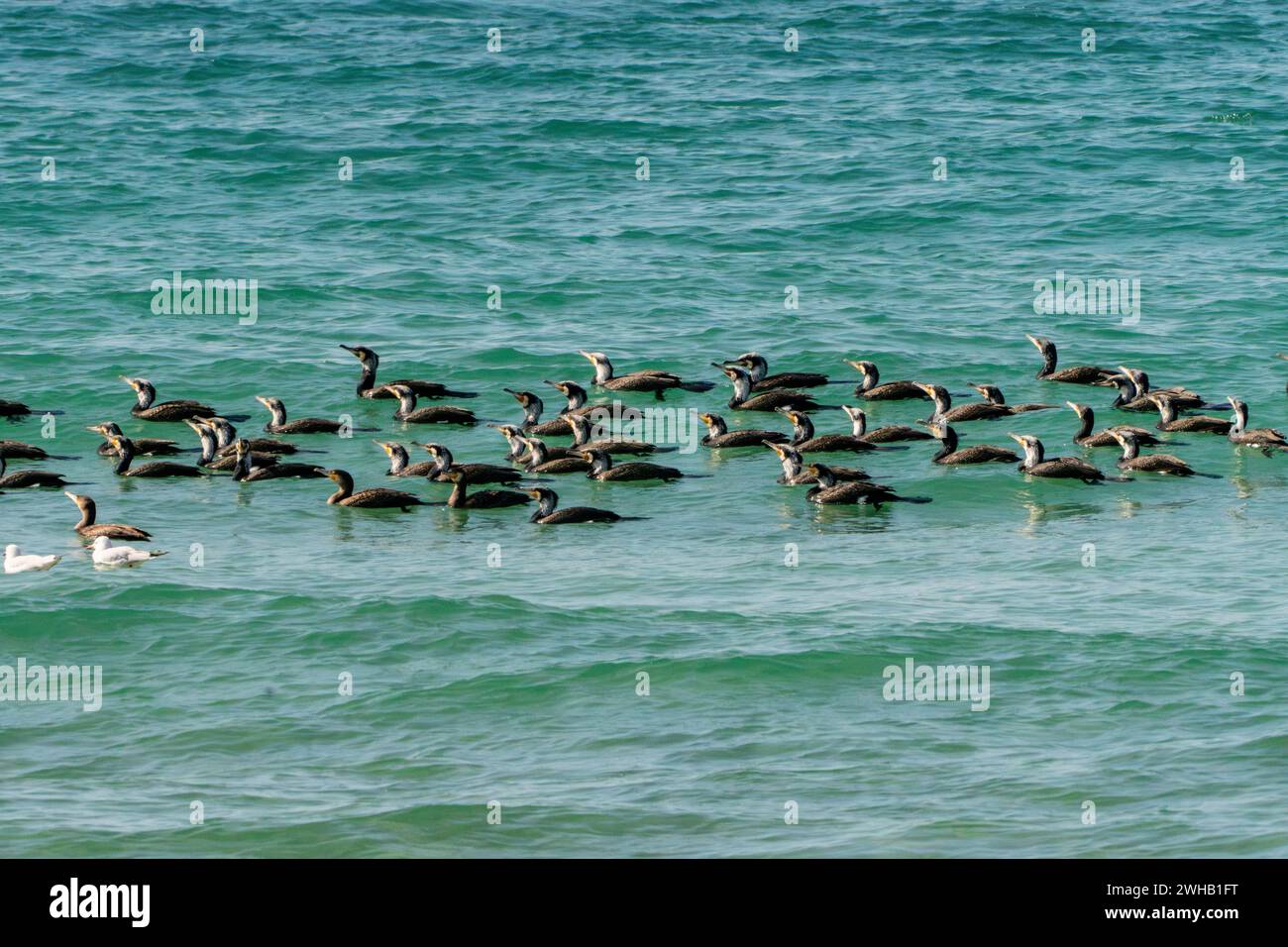 Gregge di grande cormorano (Phalacrocorax carbo) nel Mar Mediterraneo Foto Stock