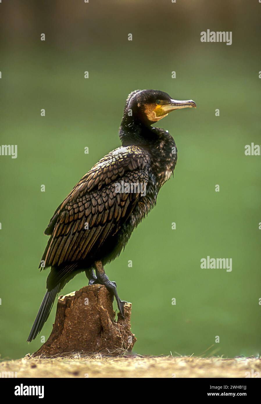 Cormorano (Phalacrocorax carbo) Foto Stock