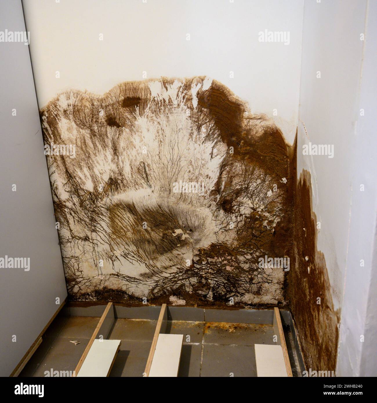 La muffa cresce all'esterno di un muro del bagno. Ciò è stato causato da una perdita di tubo. Il muro era coperto da un armadio a muro che oscurava i danni Foto Stock