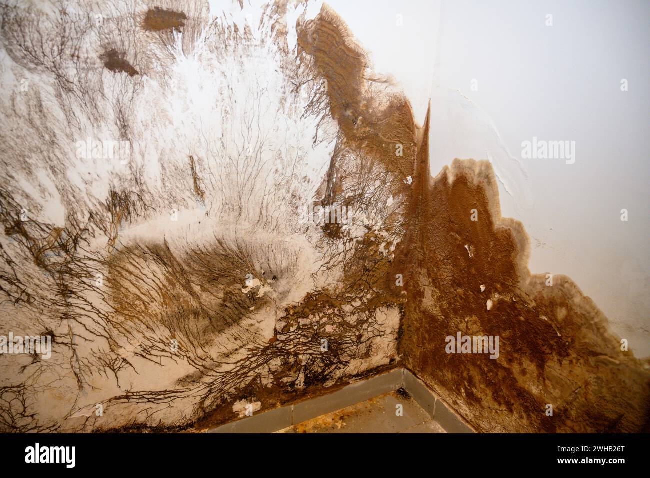 La muffa cresce all'esterno di un muro del bagno. Ciò è stato causato da una perdita di tubo. Il muro era coperto da un armadio a muro che oscurava i danni Foto Stock
